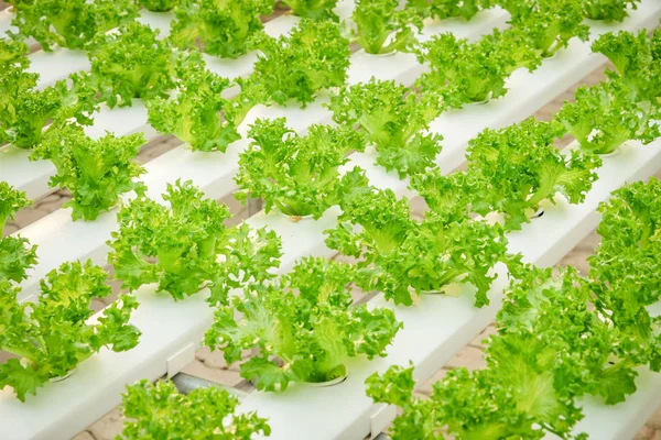 Organických hydroponické zeleninové farma — Stock fotografie