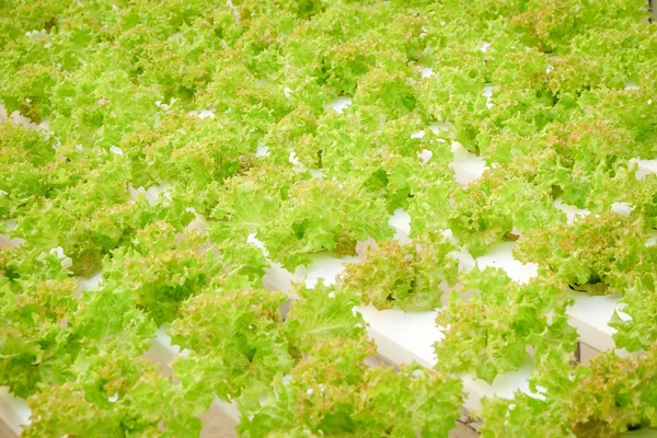 Organic hydroponic vegetable farm — Stock Photo, Image