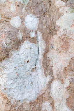 ağaç kabuğu dokusu arkaplanı