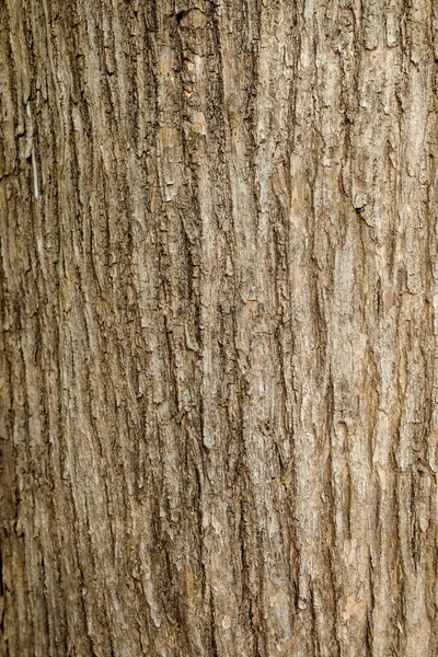 Árbol corteza textura fondo —  Fotos de Stock
