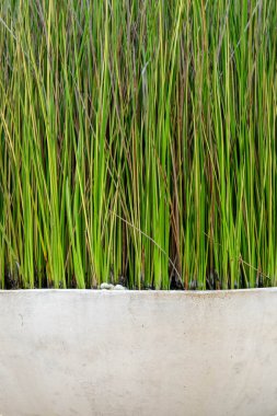 doğa kavramı yeşil ağaçlar gölge bahçe içinde