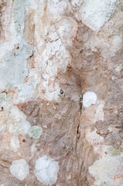 ağaç kabuğu dokusu arkaplanı