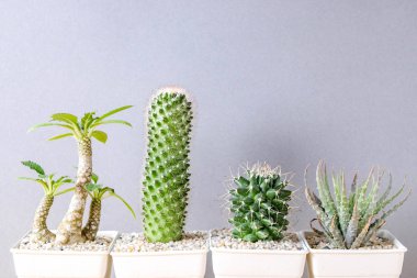 succulents ya da kaktüs rafındaki beyaz arka plan üzerinde beton tencere