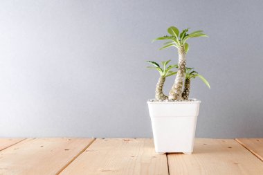 succulents ya da kaktüs rafındaki beyaz arka plan üzerinde beton tencere