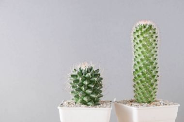 succulents ya da kaktüs rafındaki beyaz arka plan üzerinde beton tencere
