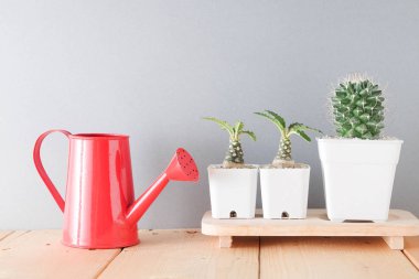 succulents ya da kaktüs rafındaki beyaz arka plan üzerinde beton tencere