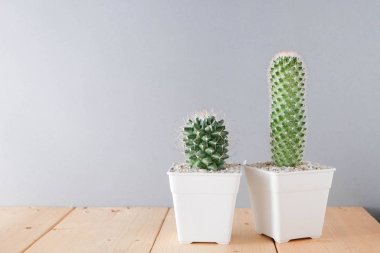 succulents ya da kaktüs rafındaki beyaz arka plan üzerinde beton tencere