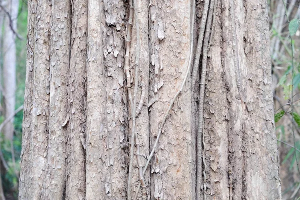 Tree bark texture background — Stock Photo, Image