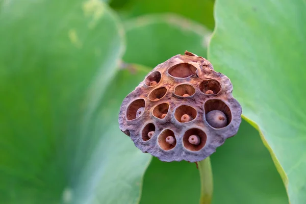 Lotusblume im Garten — Stockfoto