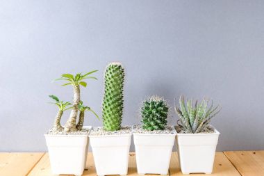 succulents ya da kaktüs rafındaki beyaz arka plan üzerinde beton tencere
