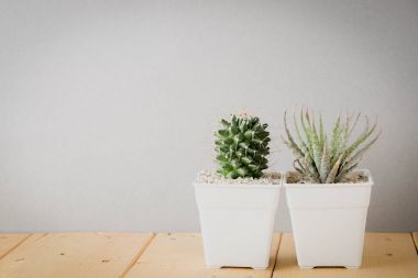 succulents ya da kaktüs rafındaki beyaz arka plan üzerinde beton tencere
