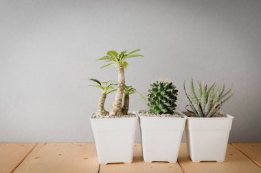 succulents ya da kaktüs rafındaki beyaz arka plan üzerinde beton tencere
