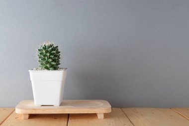 succulents ya da kaktüs rafındaki beyaz arka plan üzerinde beton tencere