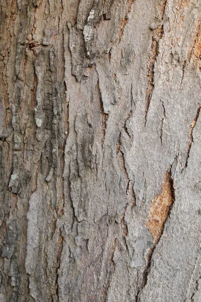 Árbol corteza madera textura fondo —  Fotos de Stock