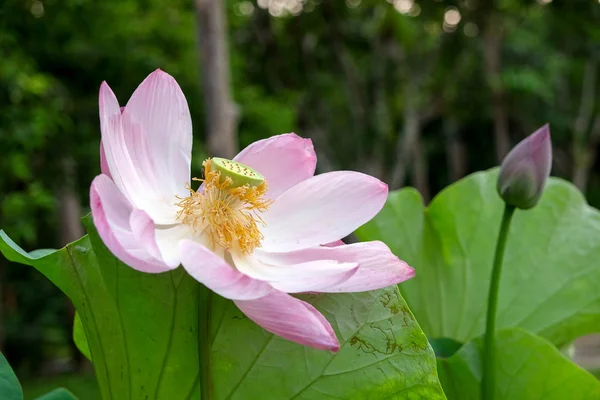 Flor de lótus no jardim — Fotografia de Stock