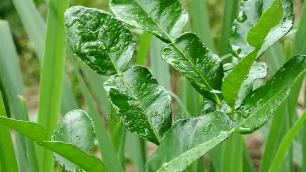 Bergamot 태국 허브 향신료와 요리 사용 됩니다 나뭇잎 — 비디오