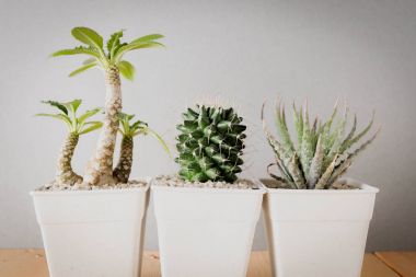 succulents ya da kaktüs rafındaki beyaz arka plan üzerinde beton tencere