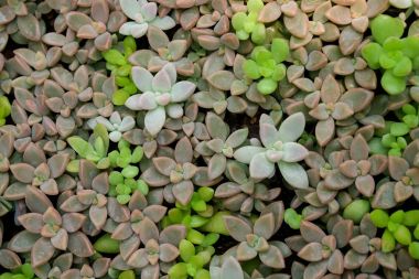 Doğal arka plan Kaktüs sulu bitkisi