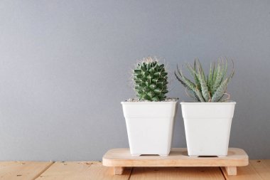 succulents ya da kaktüs rafındaki beyaz arka plan üzerinde beton tencere