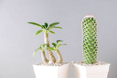 succulents ya da kaktüs rafındaki beyaz arka plan üzerinde beton tencere