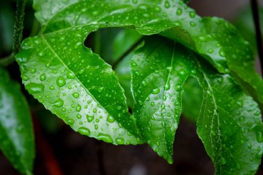 Arkaplan için su damlaları olan yeşil yaprak