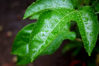 Arkaplan için su damlaları olan yeşil yaprak
