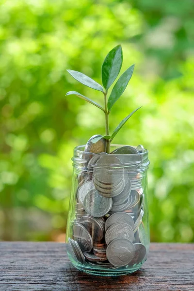 Money growth concept plant growing out of coins — Stock Photo, Image