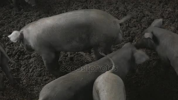 Cerdo en la granja. Tailandia. — Vídeo de stock