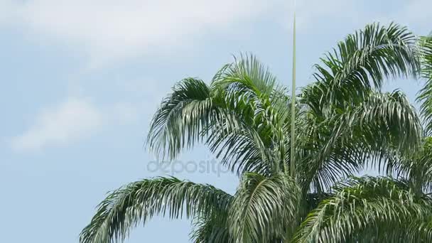 Palmeiras e céu azul fundo. — Vídeo de Stock