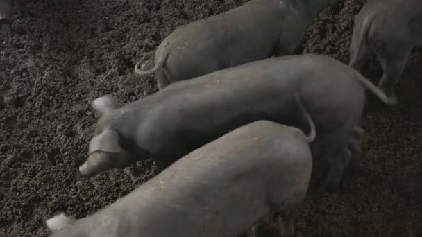 Pig in farm. thailand — Stock Video