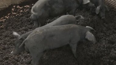 grupta domuz. Tayland