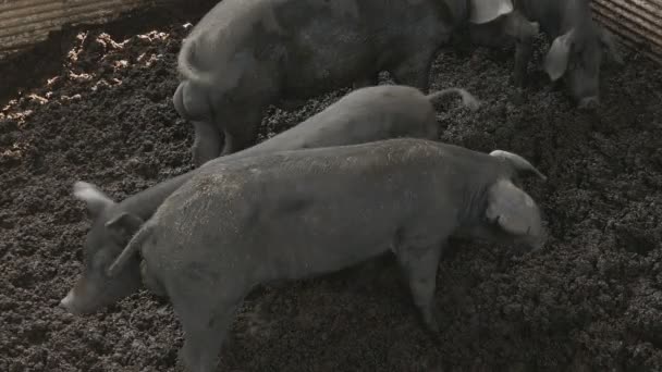 Свинья на ферме. Таиланд — стоковое видео