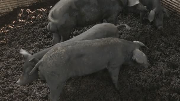 Varken in de boerderij. Thailand — Stockvideo