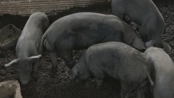 Porco na quinta. Argélia — Vídeo de Stock