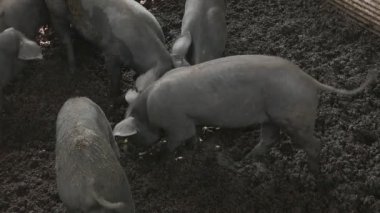 grupta domuz. Tayland