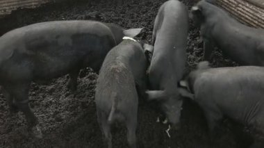 grupta domuz. Tayland