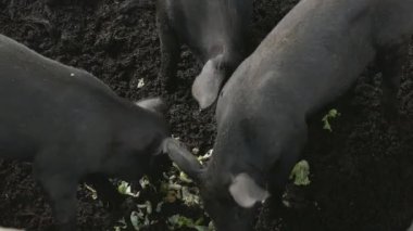 grupta domuz. Tayland