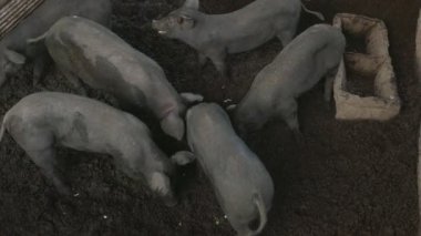 grupta domuz. Tayland