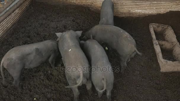 Pig in farm. thailand — Stock Video