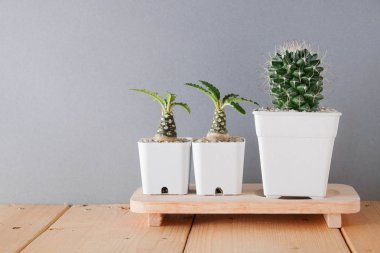 succulents ya da kaktüs rafındaki beyaz arka plan üzerinde beton tencere