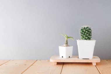 succulents ya da kaktüs rafındaki beyaz arka plan üzerinde beton tencere