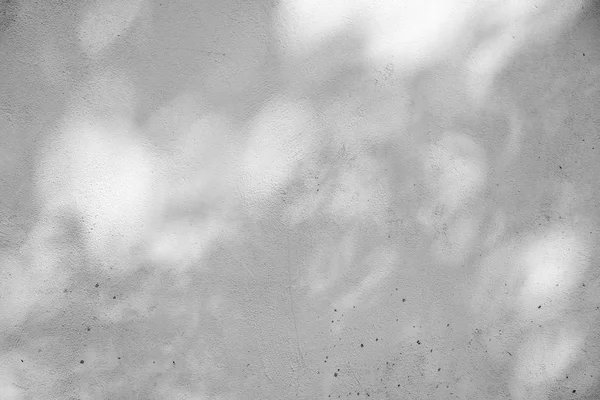 Sombra de fundo das folhas em uma parede de concreto branco — Fotografia de Stock