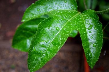 Arkaplan için su damlaları olan yeşil yaprak