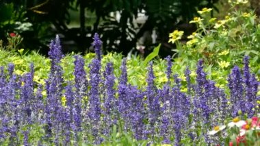 Çiçekler güneşin ışığı ile