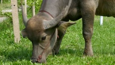 Buffalo Tayland çiftlikte otlatmak
