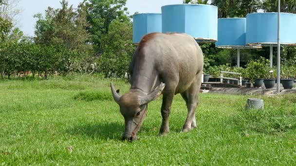 Buffalo graze on the farm of Thailand — Stock Video
