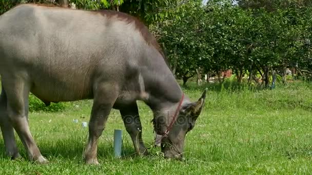 Buffalo pascolare nella fattoria della Thailandia — Video Stock