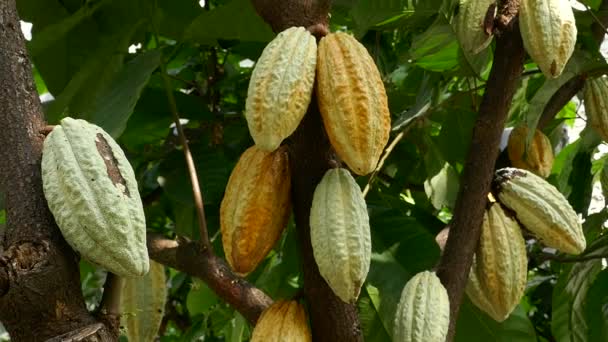 Árbol de cacao con pods.Used como alimento y bebida . — Vídeo de stock
