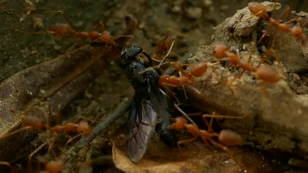 Κόκκινο μυρμήγκι με το δόλωμα — Αρχείο Βίντεο