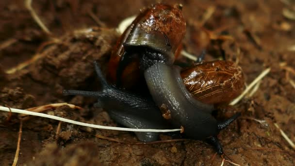 Escargots dans l'acte sauvage de reproduction — Video